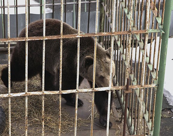 Медведя накормили, кур поделили