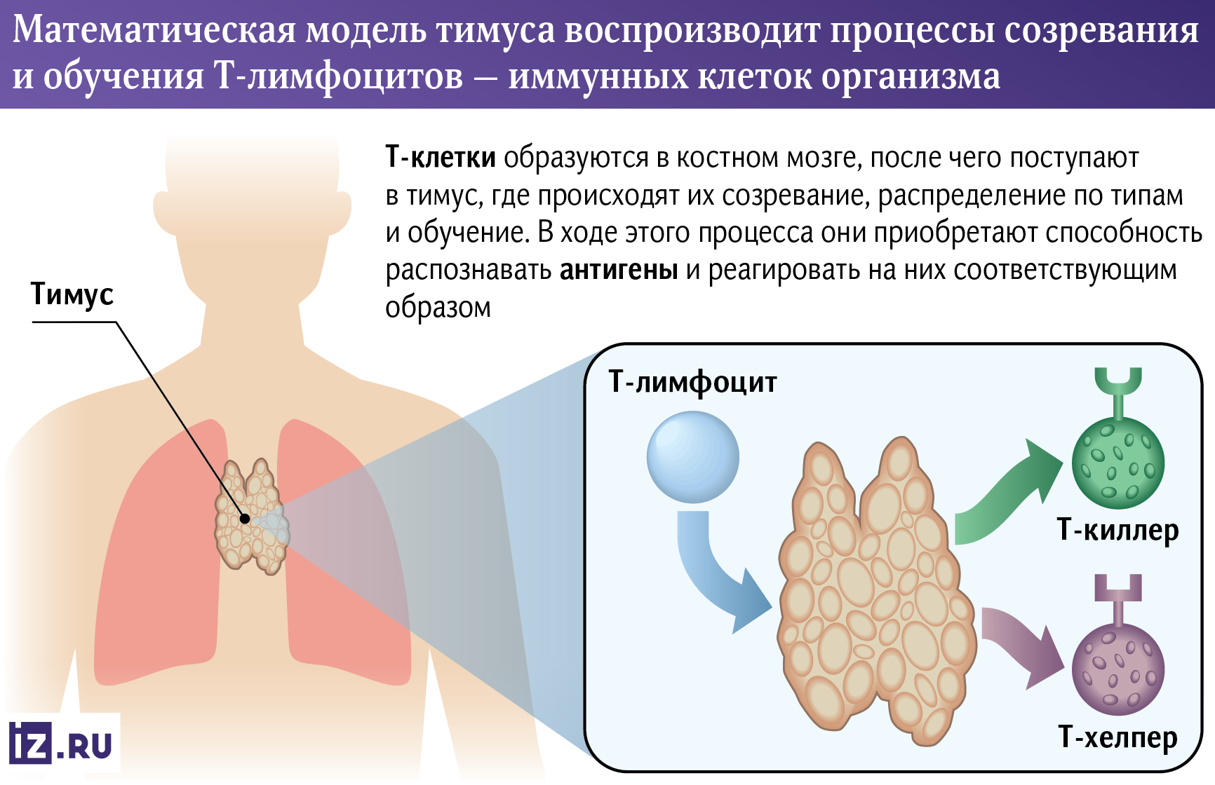 Тимус