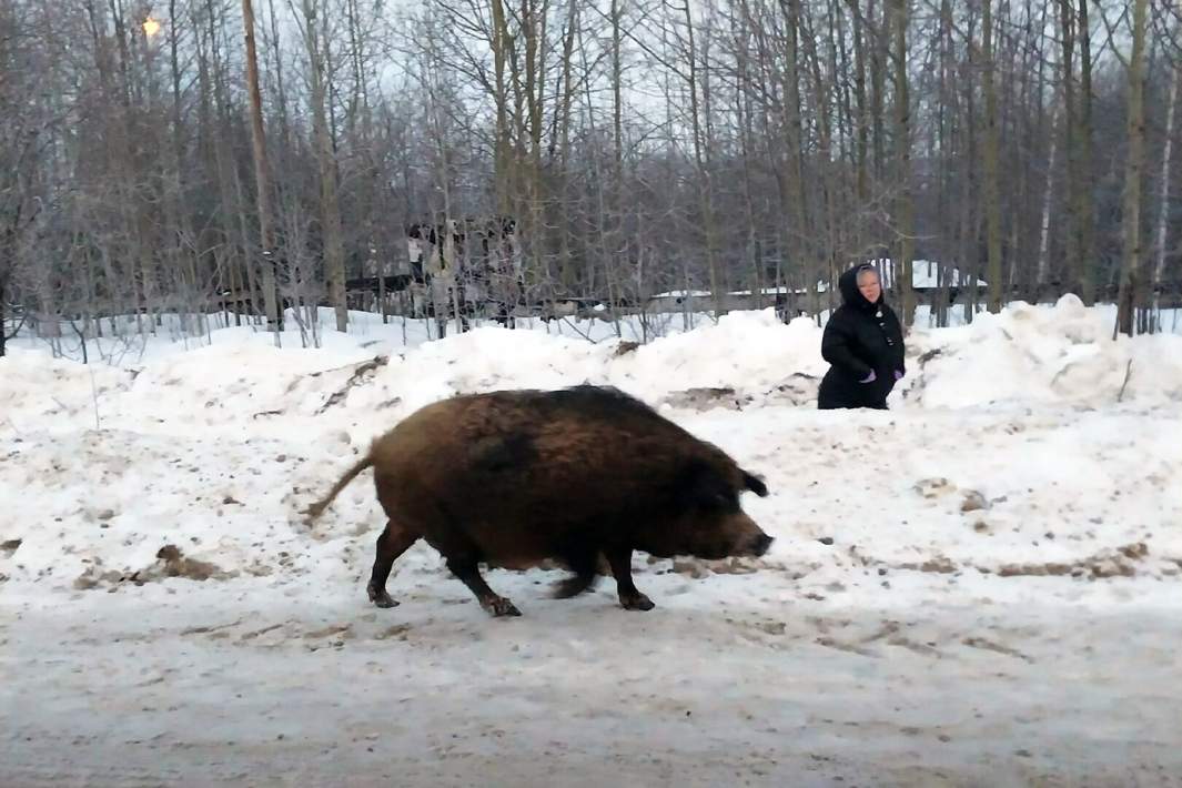 кабан в городской черте