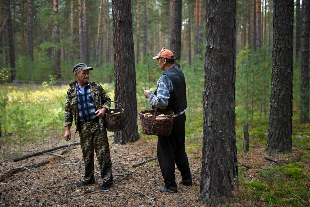 Грибники в лесу