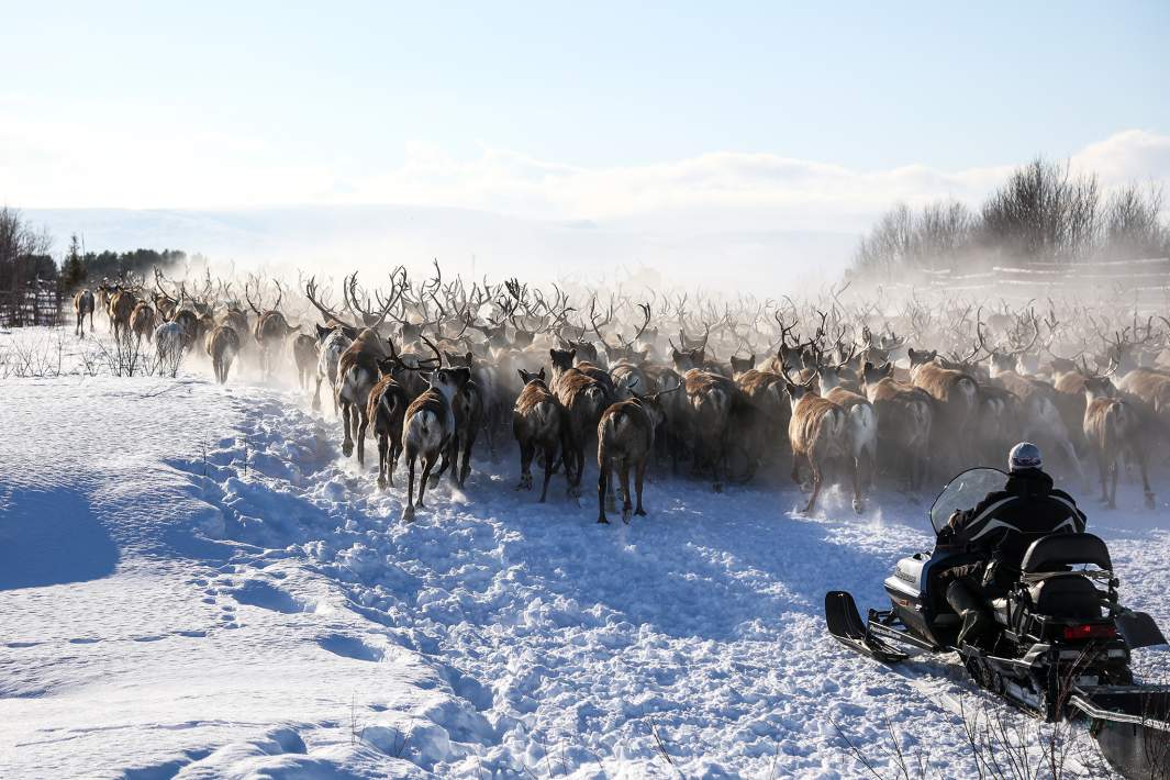 Оленеводы 