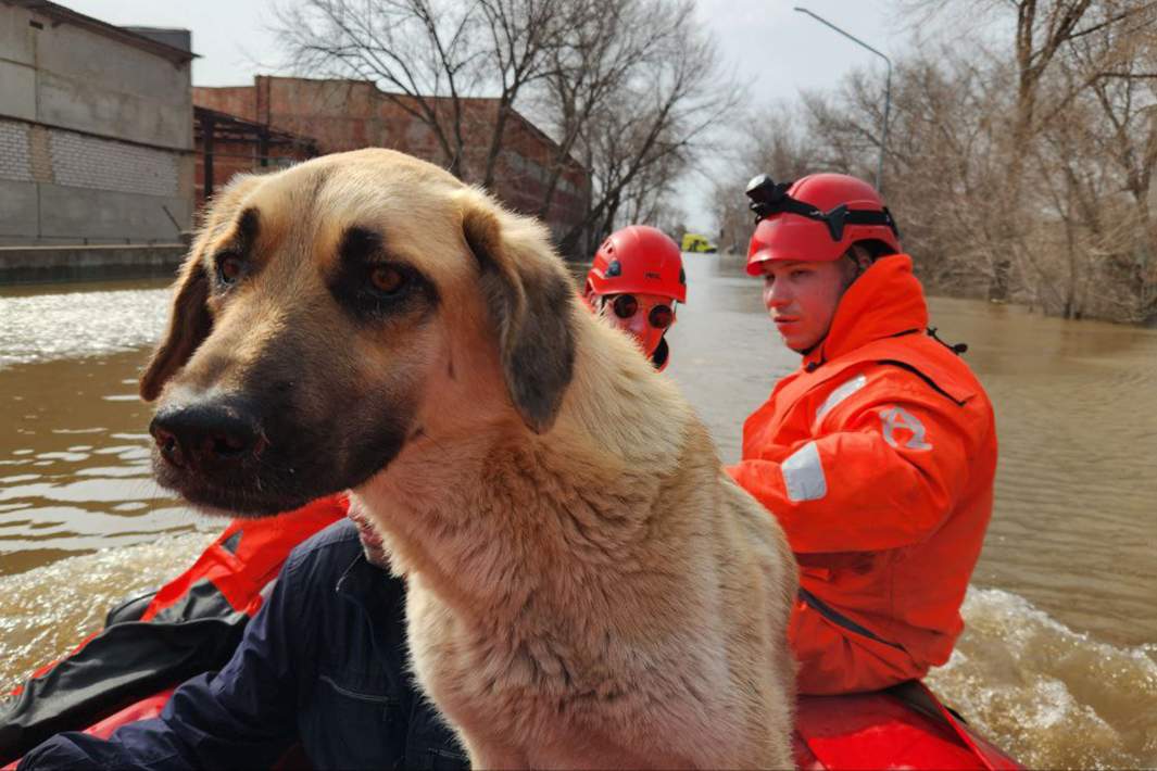 паводок