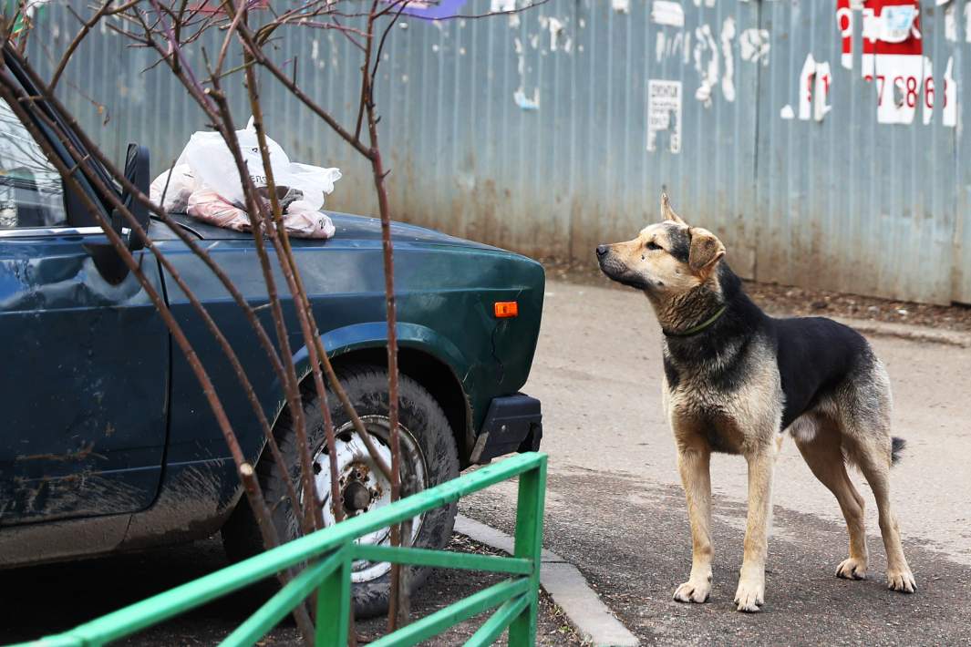 бродячая собака бездомная